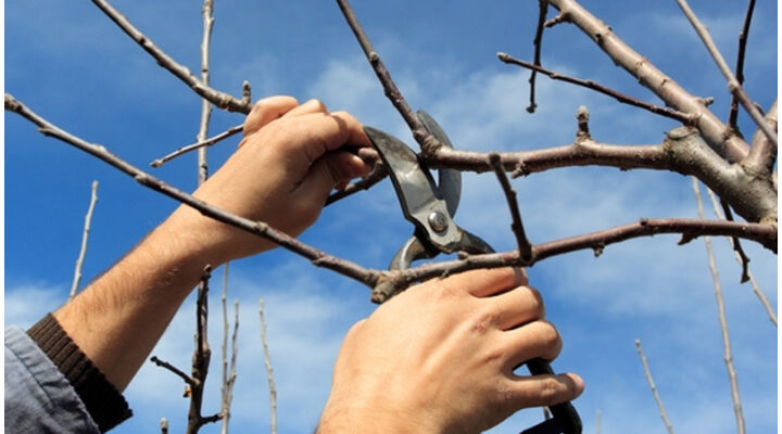 Jön a tavasz -  mennyibe kerül a fák metszése? 