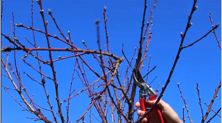 Metszés mindentudó - gyümölcsfák metszése (alma, körte, szilva, cseresznye, meggy, őszibarack)