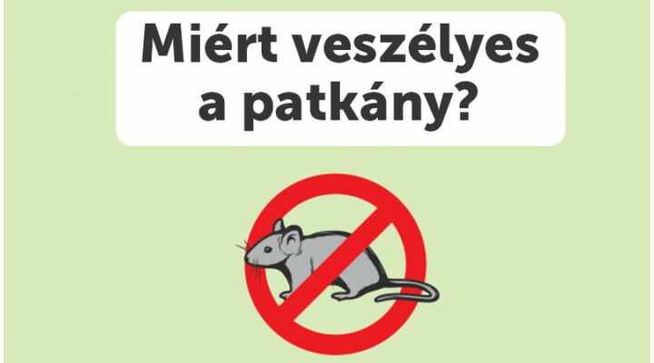 Miért veszélyes a patkány?
