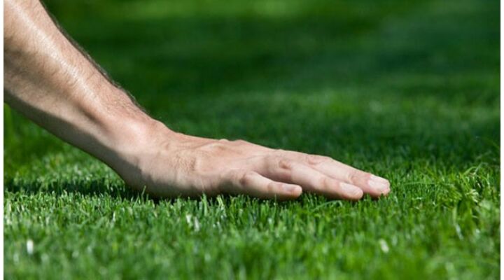 Milyen fűmagot vásároljak, hogy gyönyörködhessek a pázsitomban?