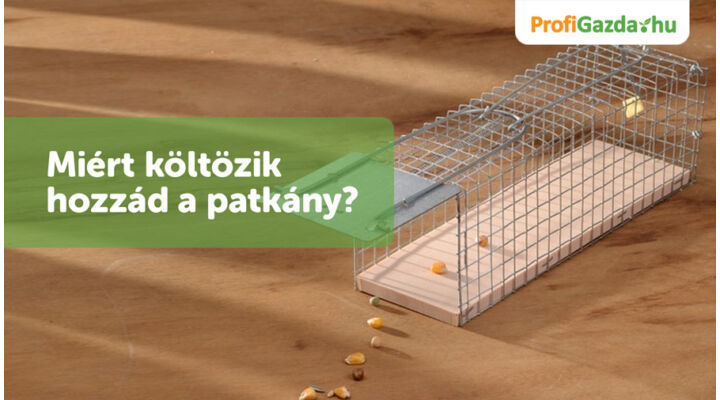 Hogy előzzem meg, hogy patkányok lepjék el a házamat?