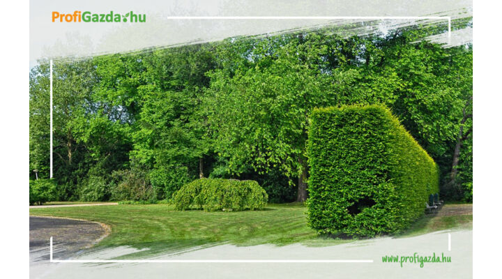 Álmodj tökéletes sövény kerítést az otthonod köré!