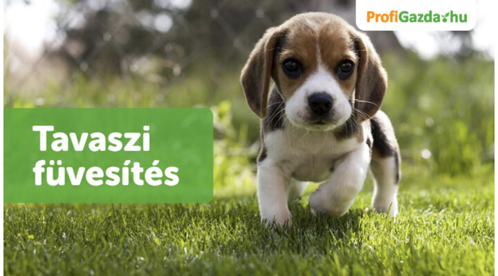 Tudnivalók a tavaszi füvesítésről