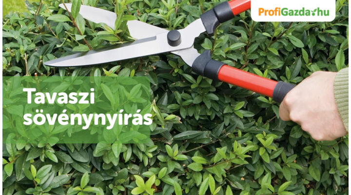 Tavaszi sövénynyírás: hogyan hozd ki a legtöbbet a növényedből?