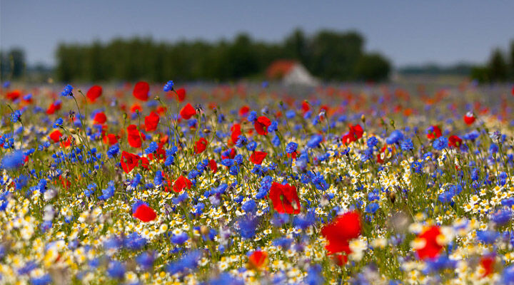 Miért előnyös ha természetközeli, vadvirágos az udvar egy része?