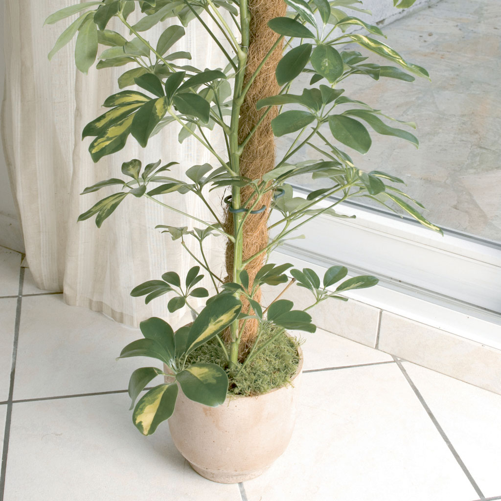 Nortene Coco kókuszrúd 60 cm