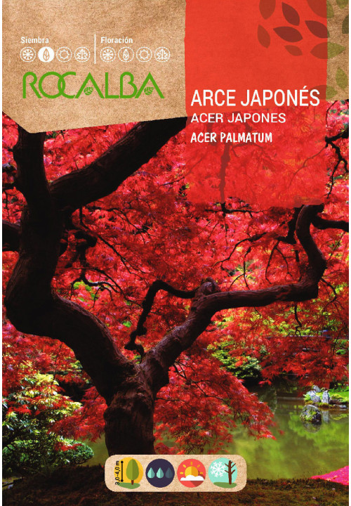 Rocalba japán juhar vetőmag