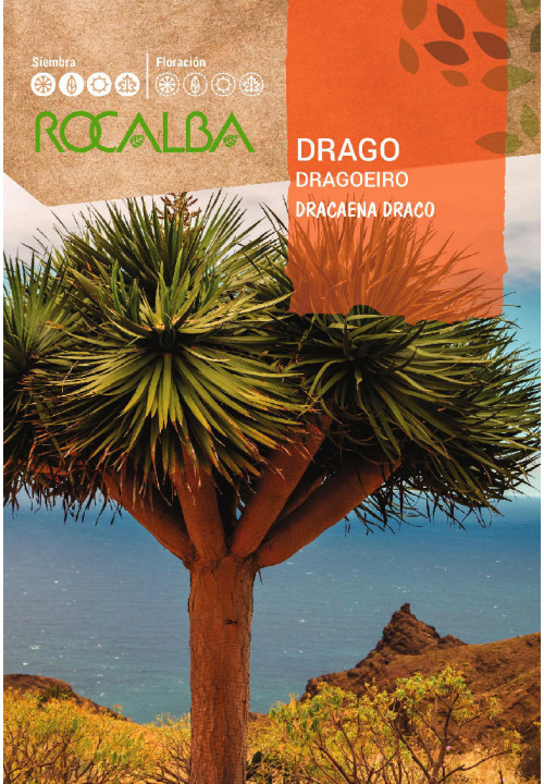Rocalba Dragó Pálma / Sárkányfa 4 szem mag