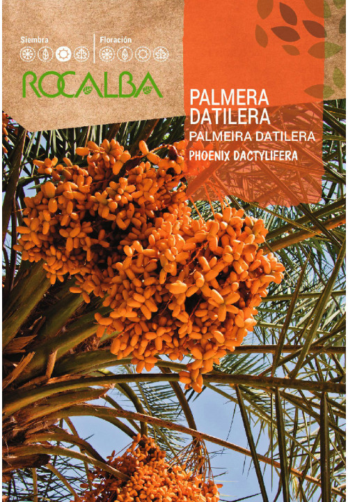Rocalba datolyapálma vetőmag