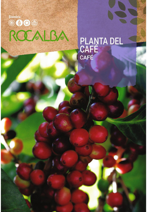 Kávé vetőmag (Rocalba) - Coffee Arabcia, 4 szem