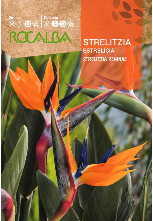 Rocalba Papagájvirág vetőmag