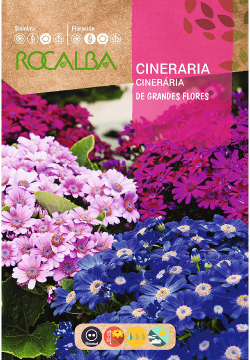 Rocalba Cineraria - Csodaszem