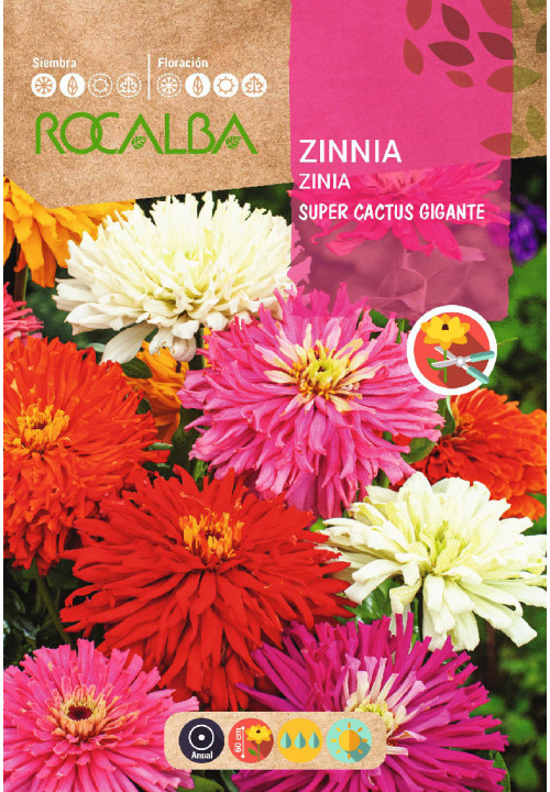 Rocalba  Legényvirág Super Cactus