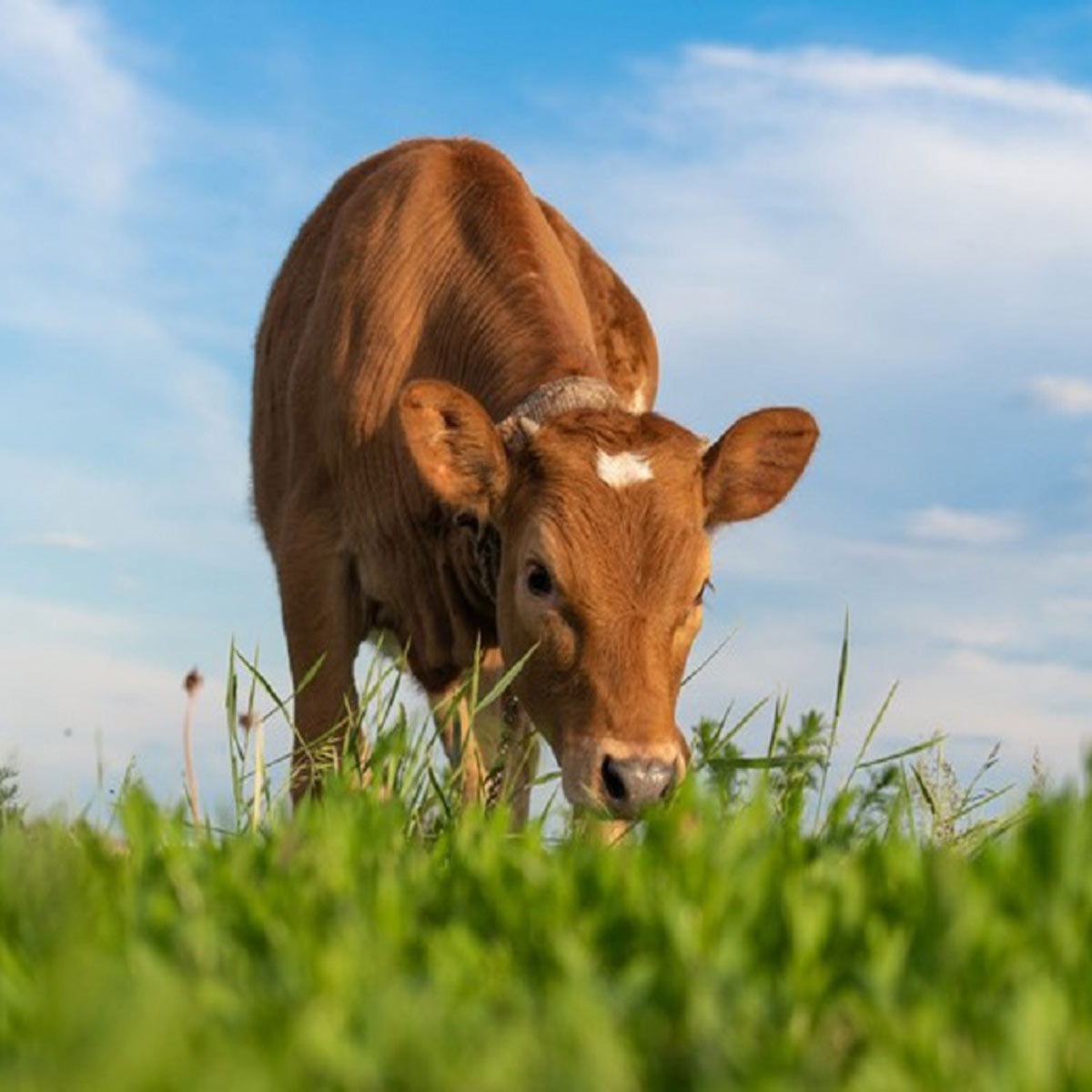 Lajtamag Fauna legelő fűmagkeverék 25 kg