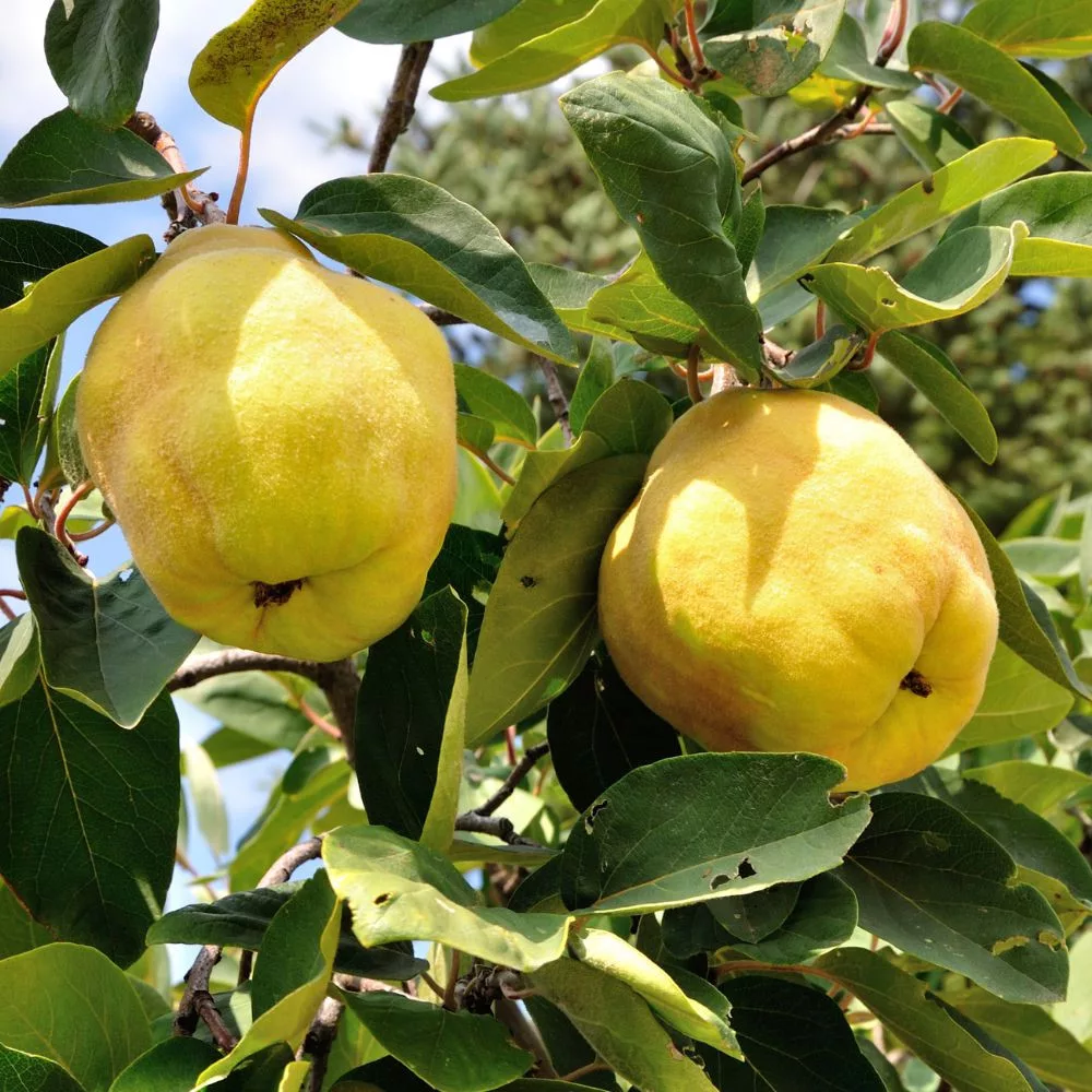 Bereczki birs gyümölcsfa, szabadgyökeres