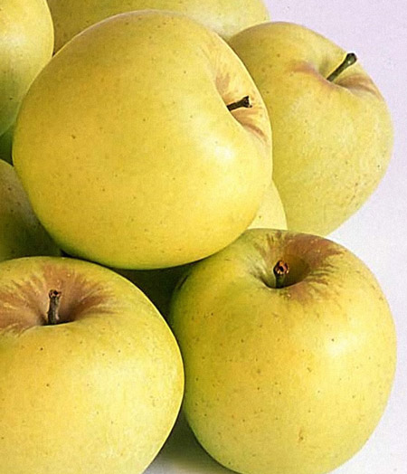 Golden alma gyümölcsfa, szabadgyökeres