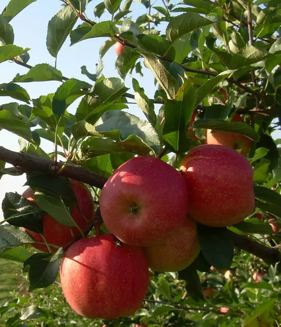 Jonathan alma gyümölcsfa, szabadgyökeres