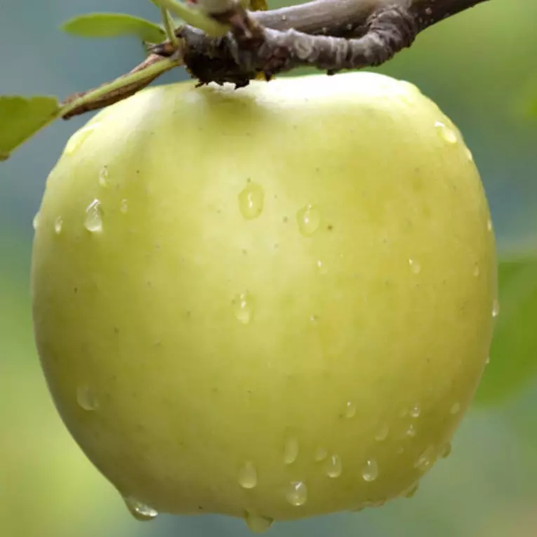 Mutsu alma gyümölcsfa, szabadgyökeres