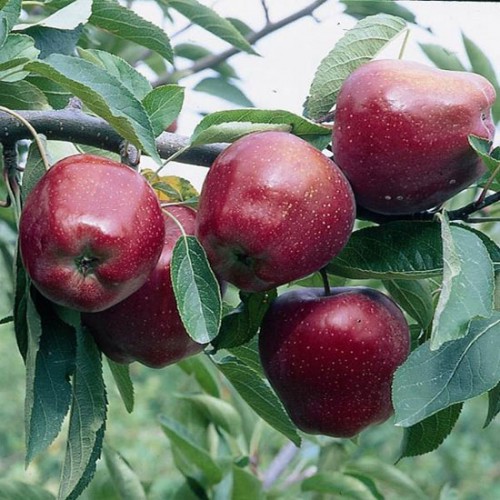 Starking alma gyümölcsfa