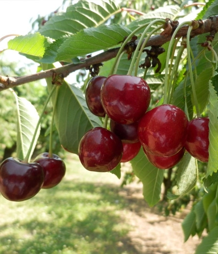 Katalin cseresznye gyümölcsfa, szabadgyökeres