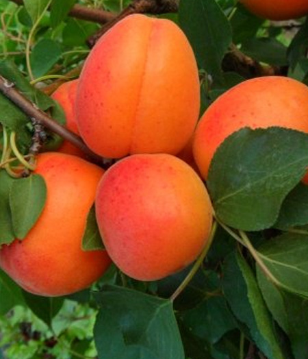 Magyar kajszi C235 kajszibarack gyümölcsfa, szabadgyökeres