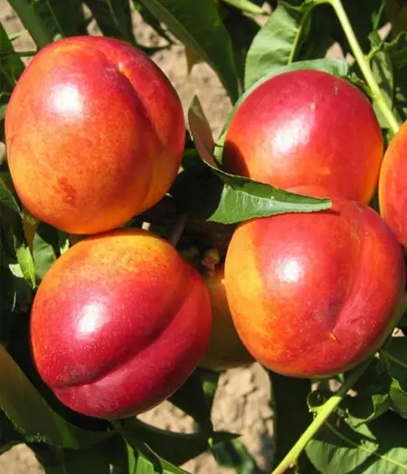 Flavortop őszibarack gyümölcsfa, szabadgyökeres
