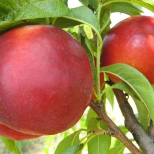 Red June őszibarack gyümölcsfa, szabadgyökeres