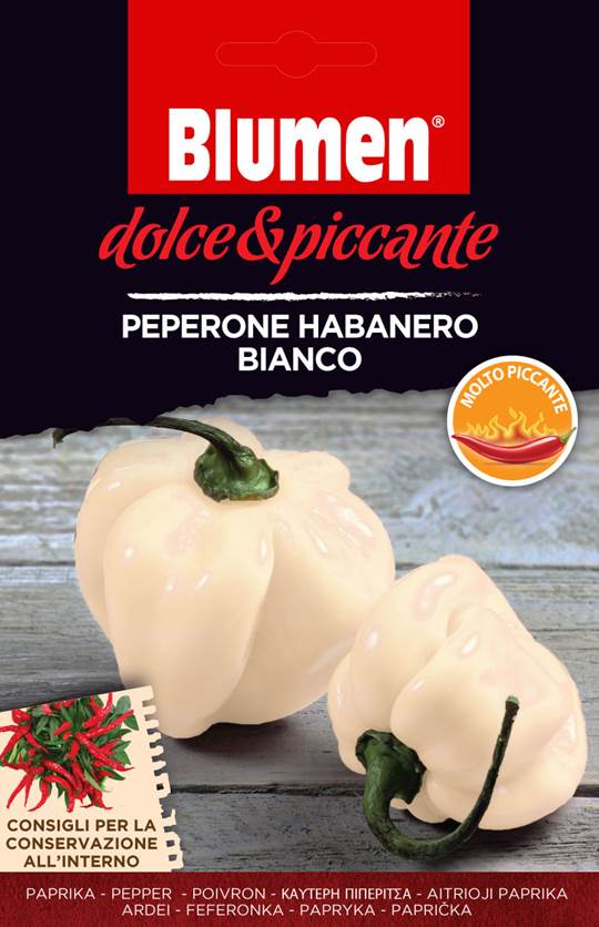 Blumen Chili Paprika Habanero Fehér
