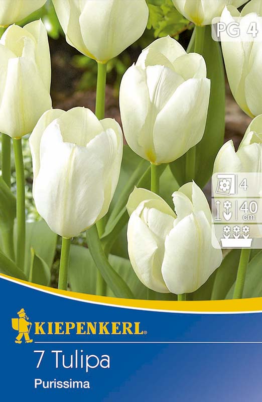 Kiepenkerl  Purissima tulipán virághagymák 7 db