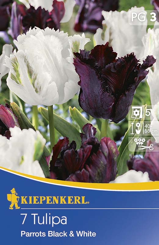 Kiepenkerl Parrots Black & White tulipán 7 db