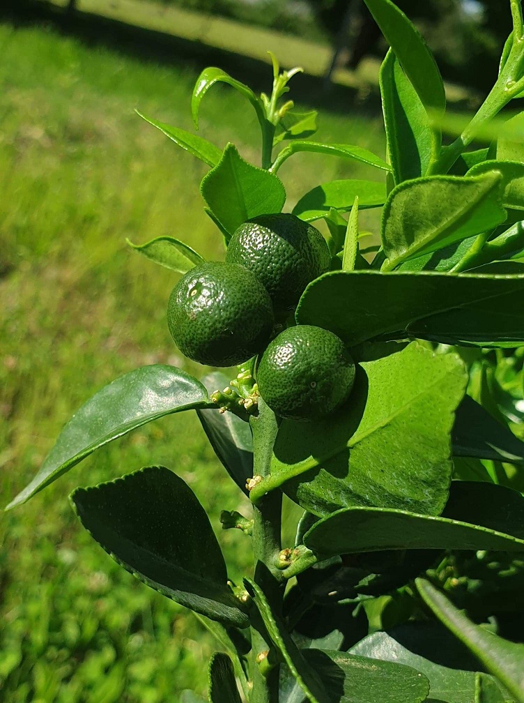 Chinotto  Mirtuszlevelű törpe narancs