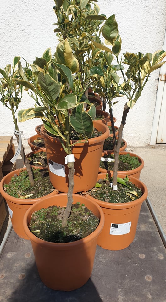 Narancs variegata