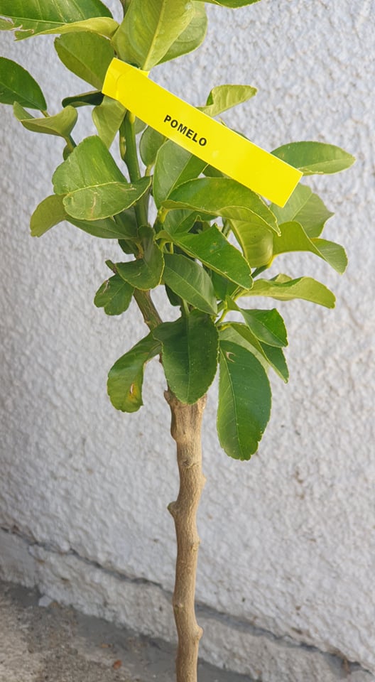 Pomelofa
