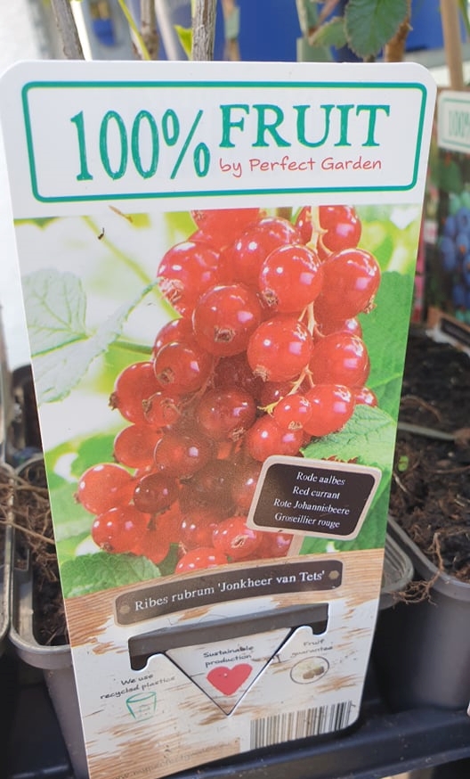Piros ribizli - Jonkheer van Tets, Ribes rubrum