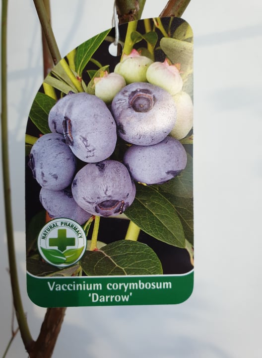 Vaccinium corymbosum 'Darrow' - Magasbokrú kék áfonya