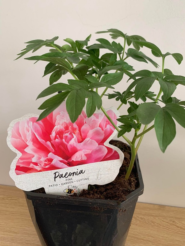 Paeonia Lactiflora Paula Fay - Lágyszárú Bazsarózsa