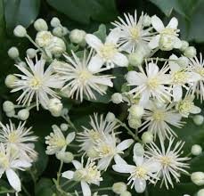Clematis vitalba erdei iszalag