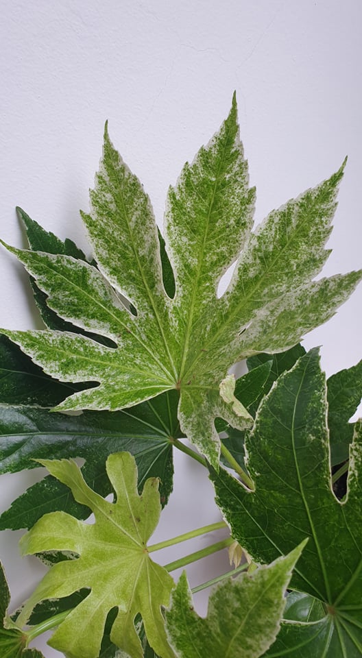 Fatsia Japonica Spiders web