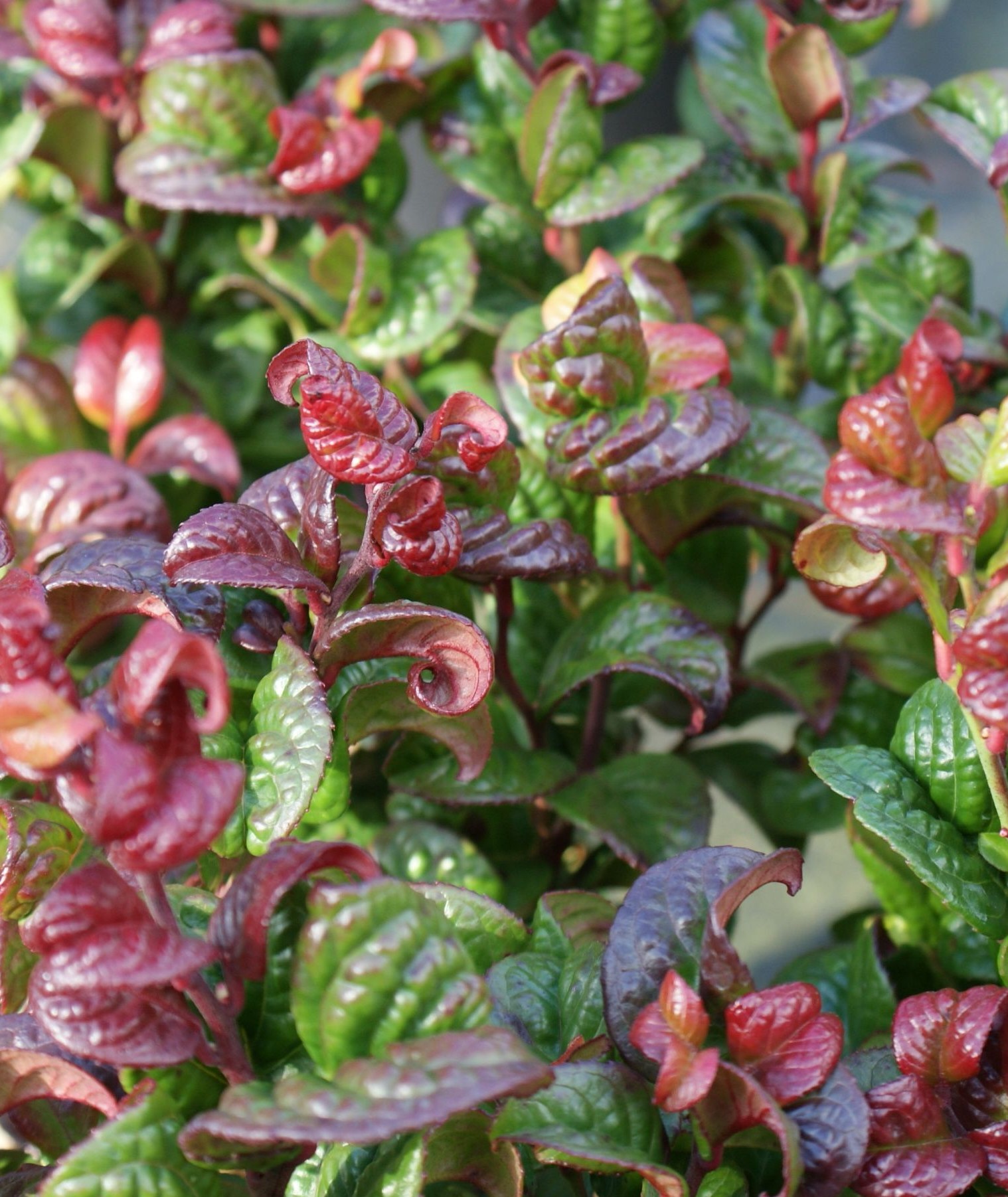 Fürtöshanga, Leucothoe axillaris 'Curly red'