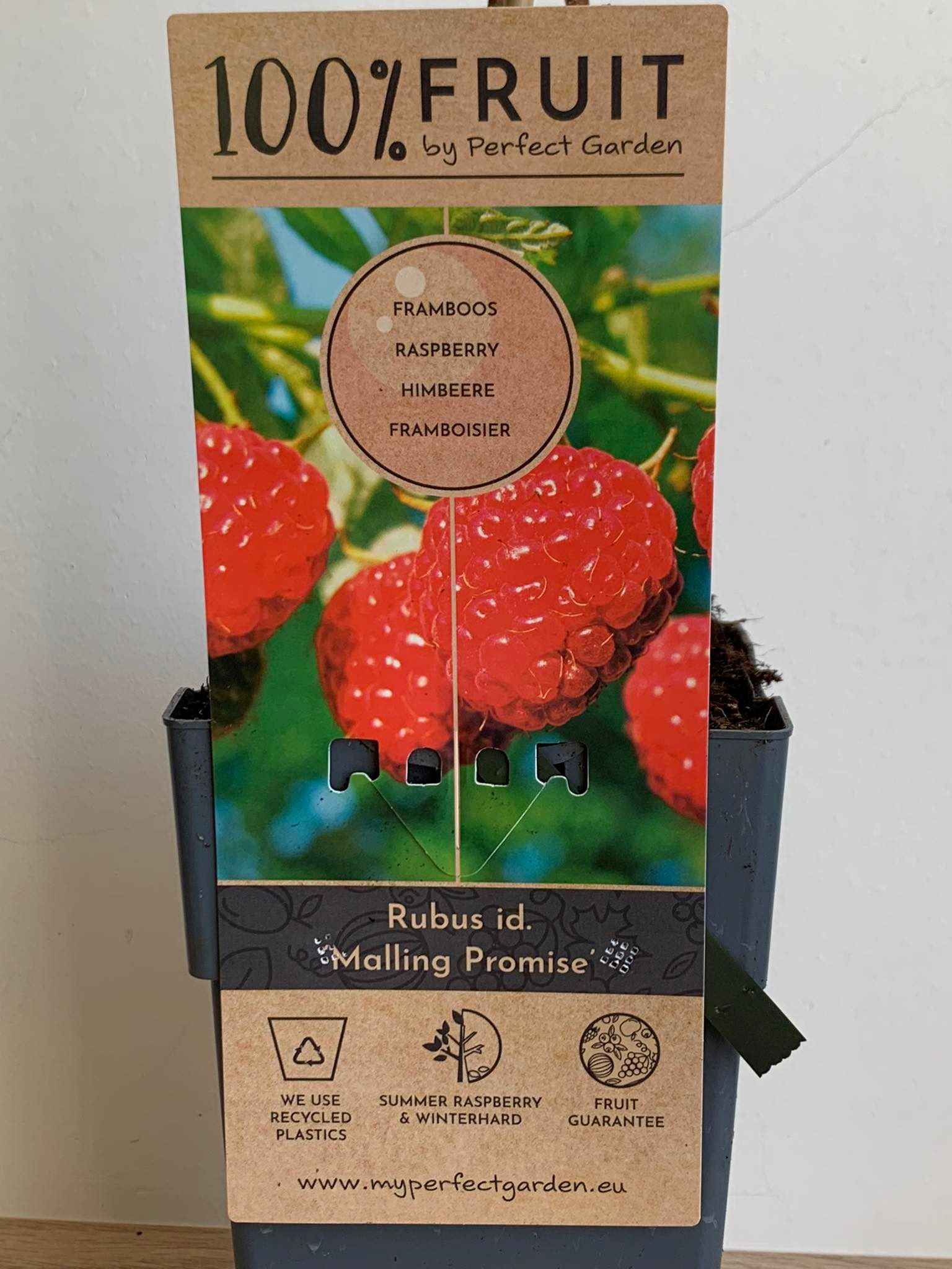 Rubus idaeus ‘Malling Promise’ , Málna