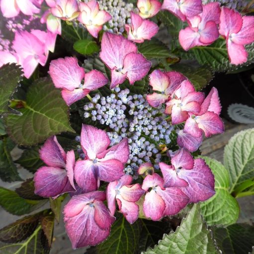 Hydrangea macrophylla Black Diamond teller Dark Angel purple  - Kerti Hortenzia