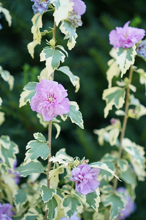 Kerti mályvacserje - hibiscus syriacus variegata