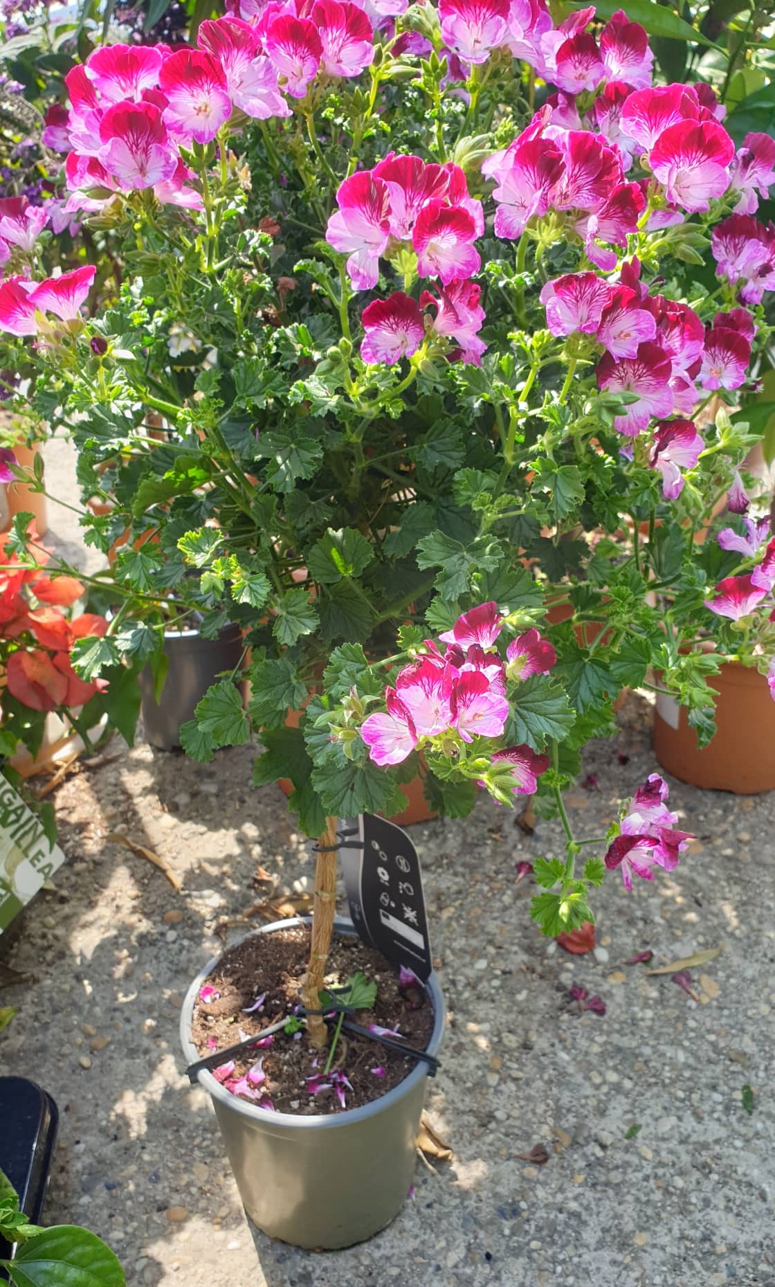 Törzses muskátli - Pelargonium