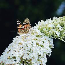 Buddleia davidii 'White Profusion' - Fehér nyáriorgona