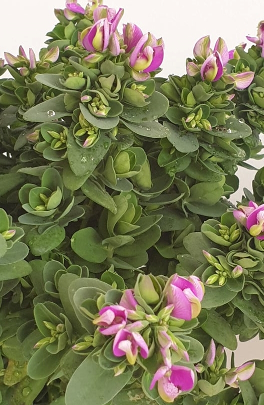Polygala Myrtifolia  Bibi pink