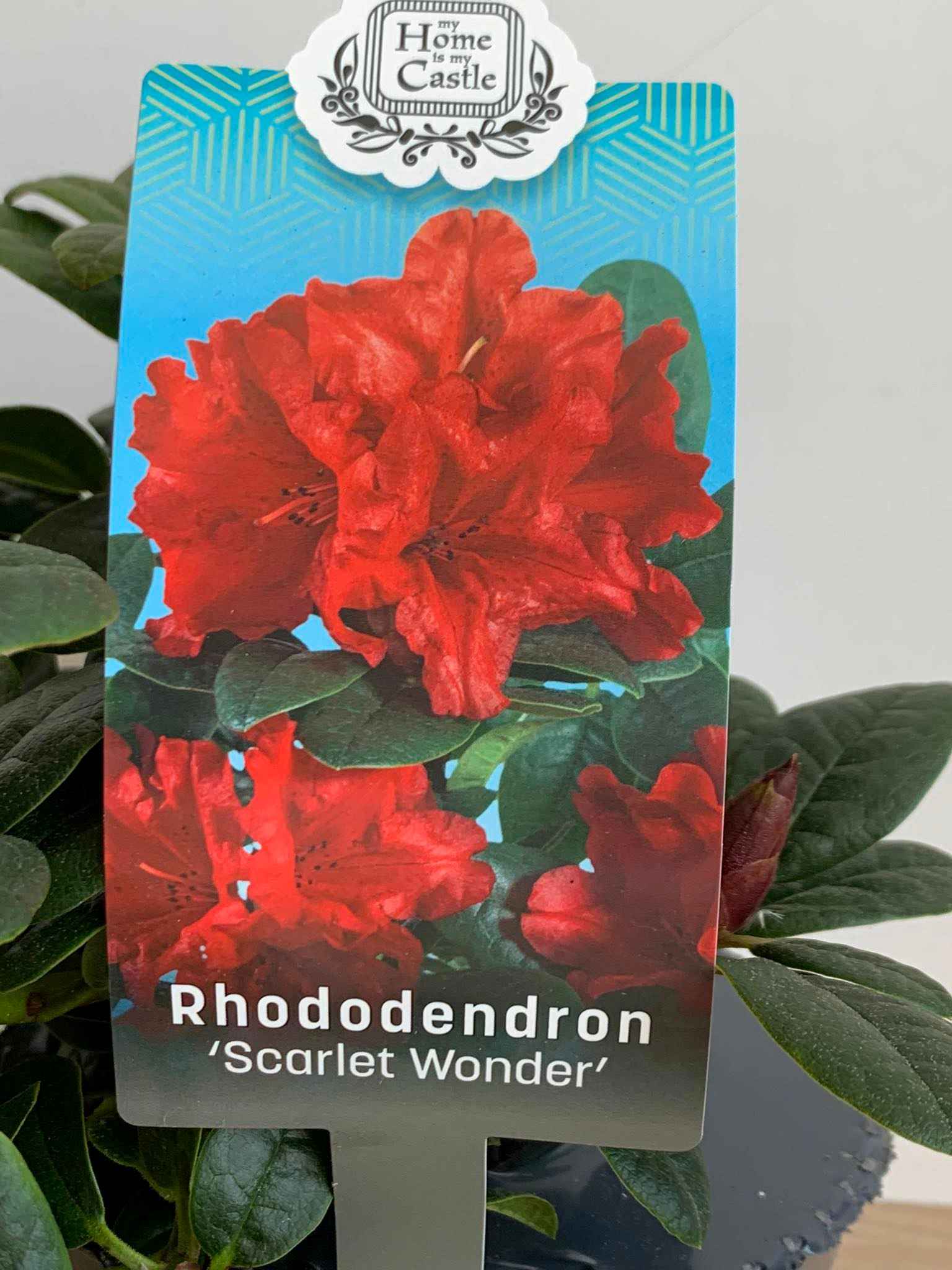 Rhododendron 'Scarlet Wonder' – Törpe örökzöld havasszépe