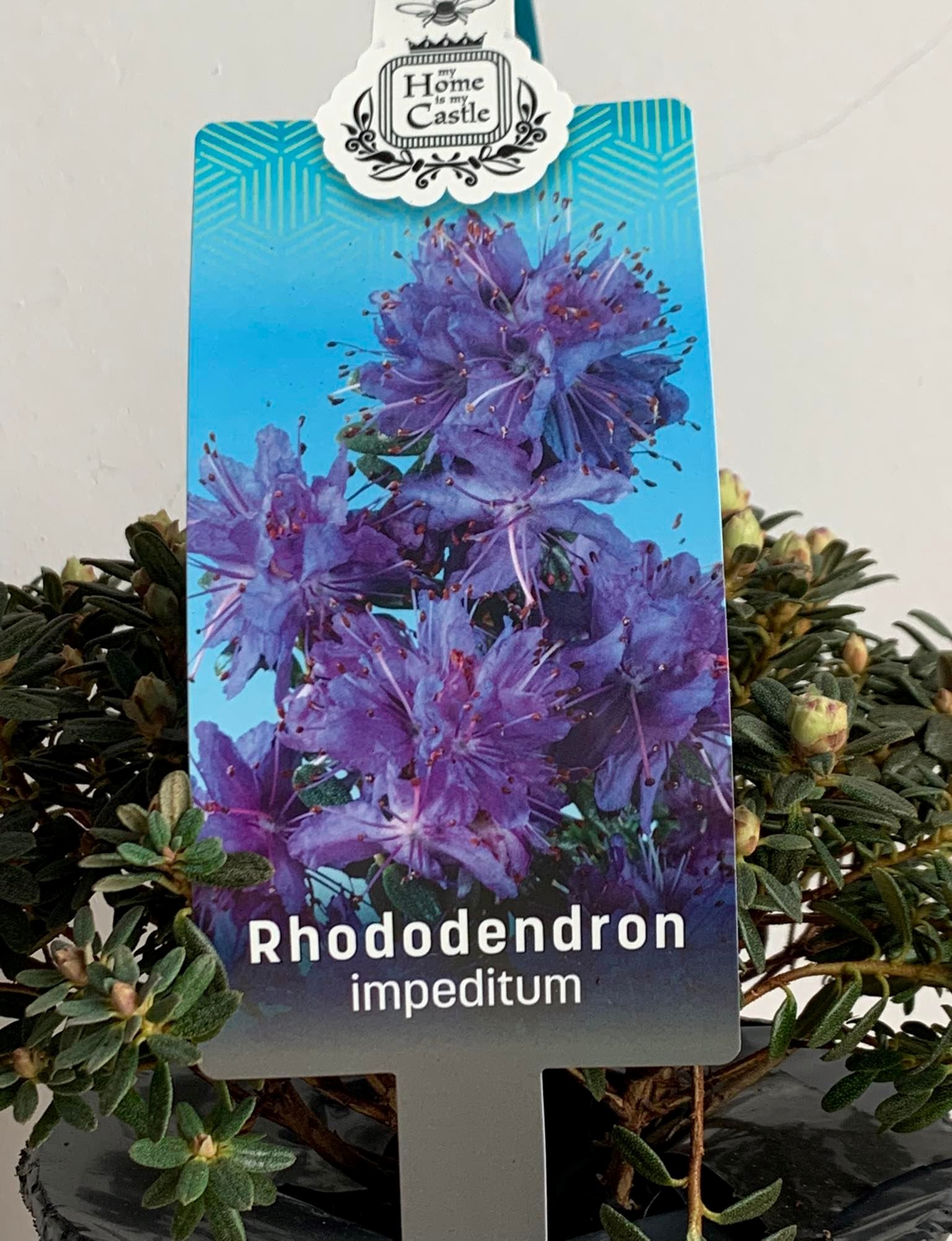 Rhododendron Impeditum élénk lila havasszépe