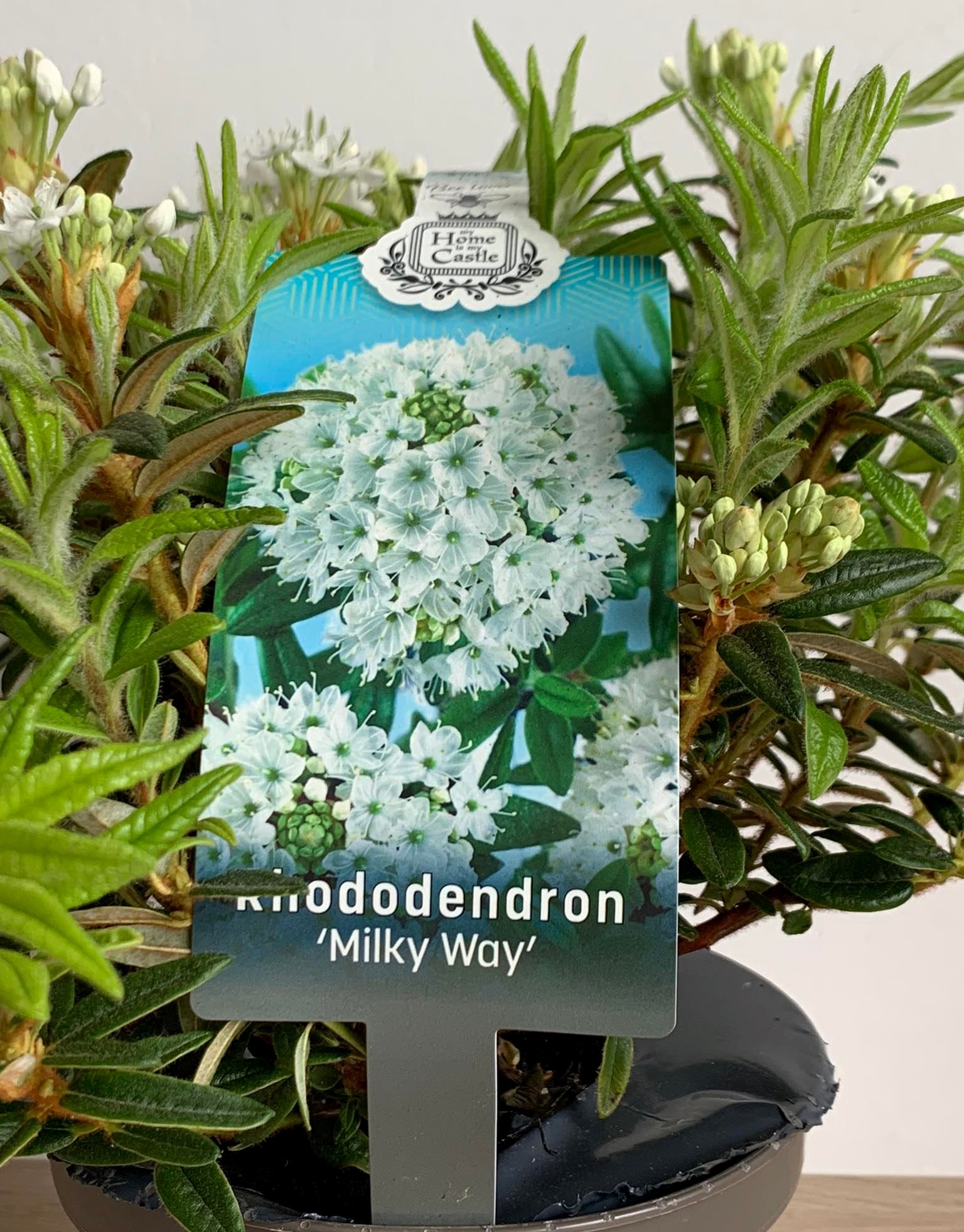 Rhododendron milky way
