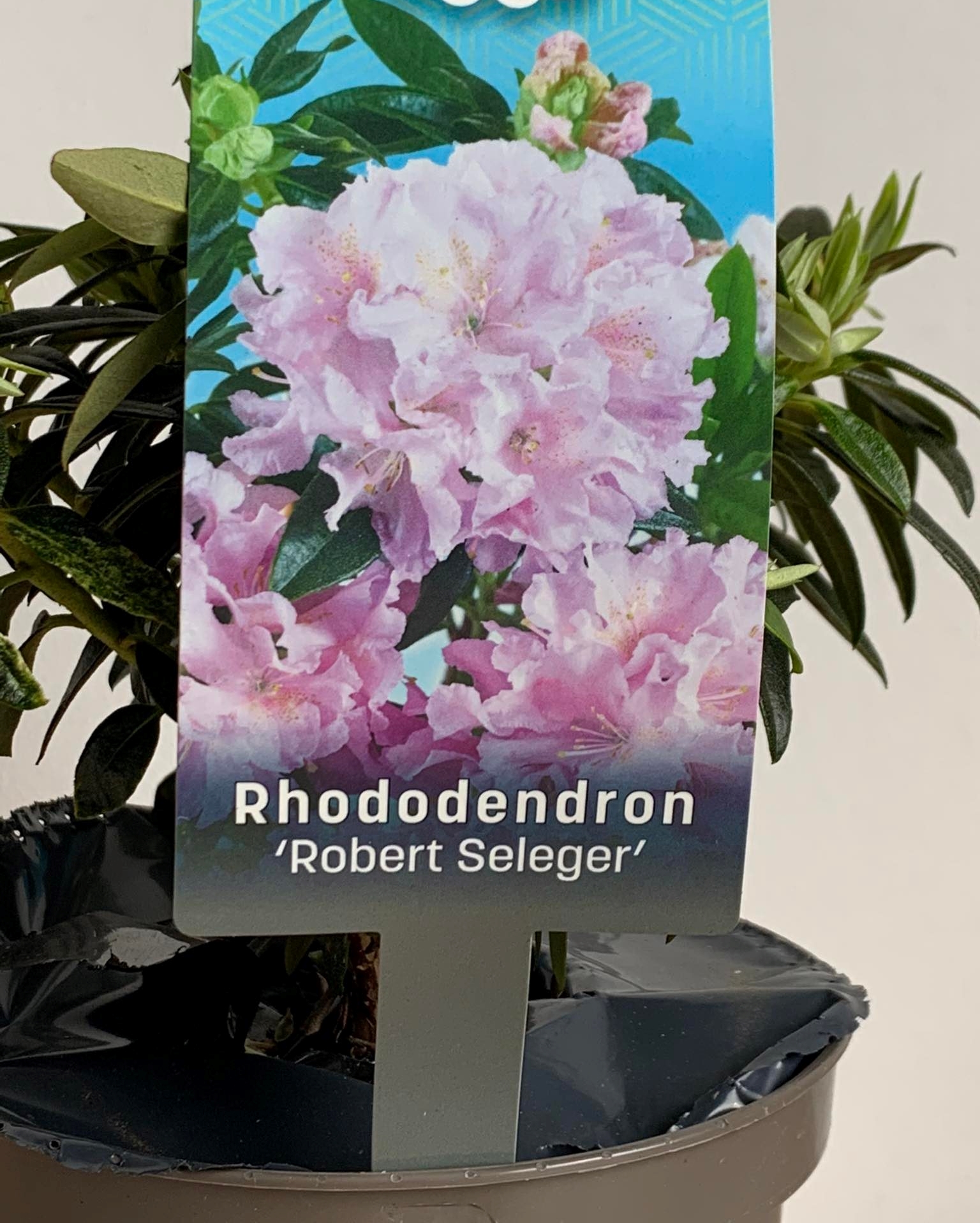 Rhododendron Robert Seleger