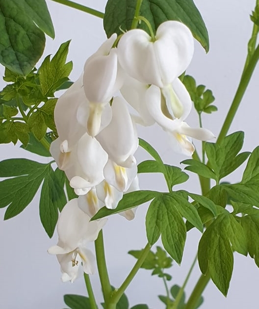 Dicentra spectabilis 'Alba' - Nagy szívvirág (fehér)